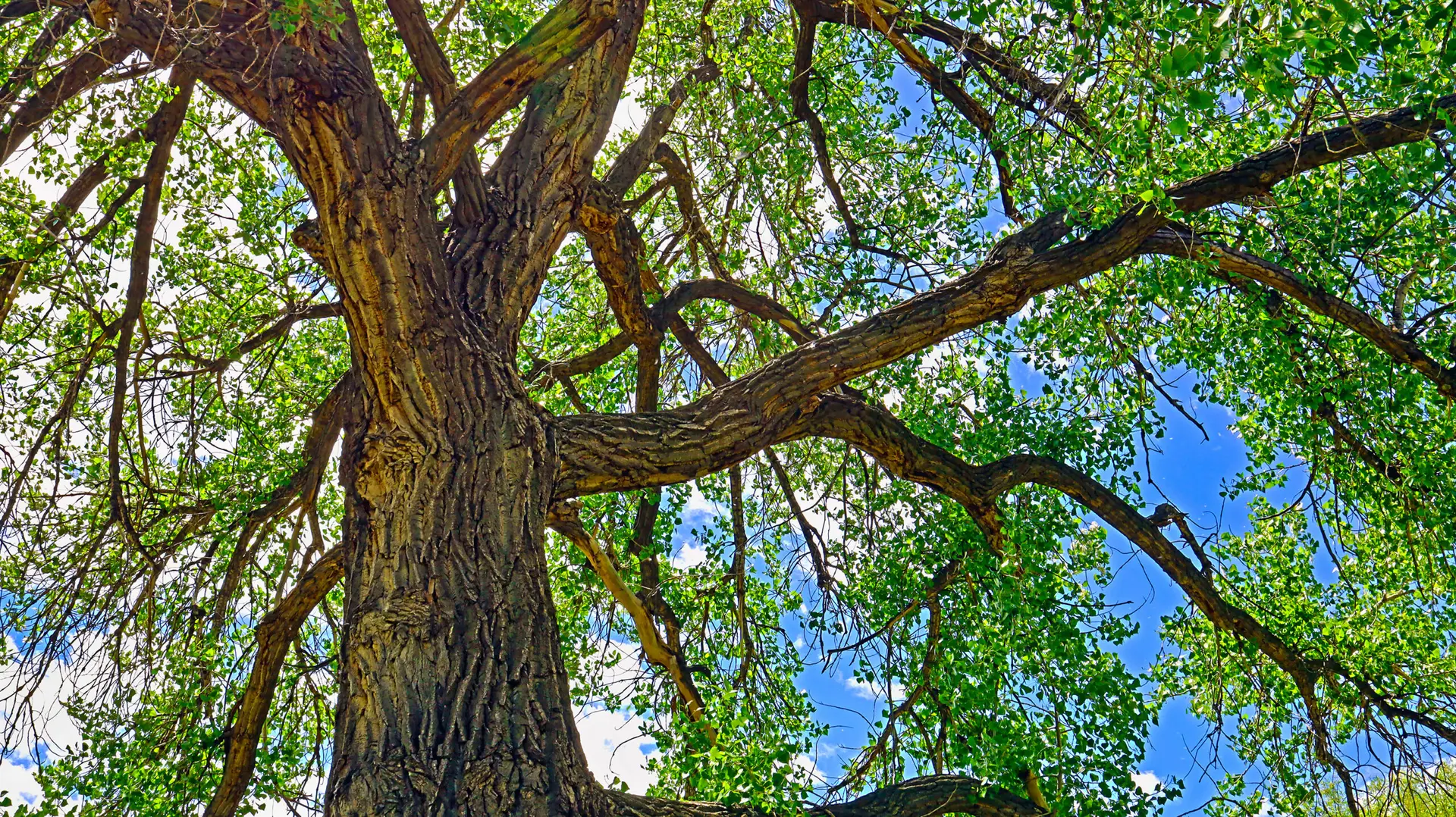 Large shade tree canopy with green leaves and blue sky near Cottonwood Mobile Home Park in Wright Wyoming