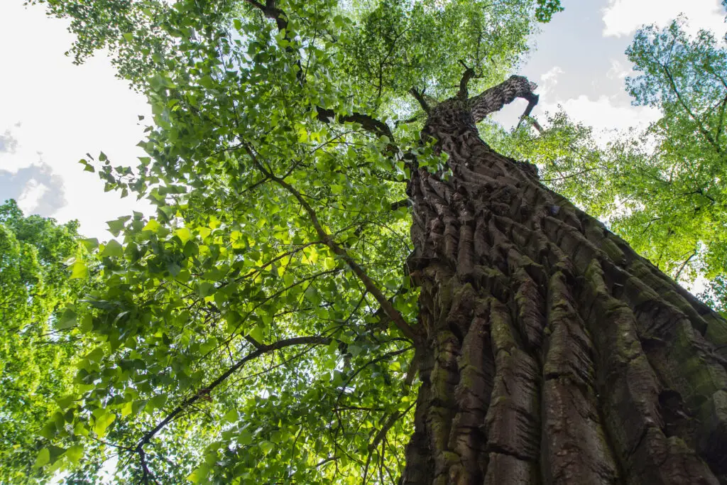 Tall cottonwood tree trunk and branches viewed from below near Wright Wyoming