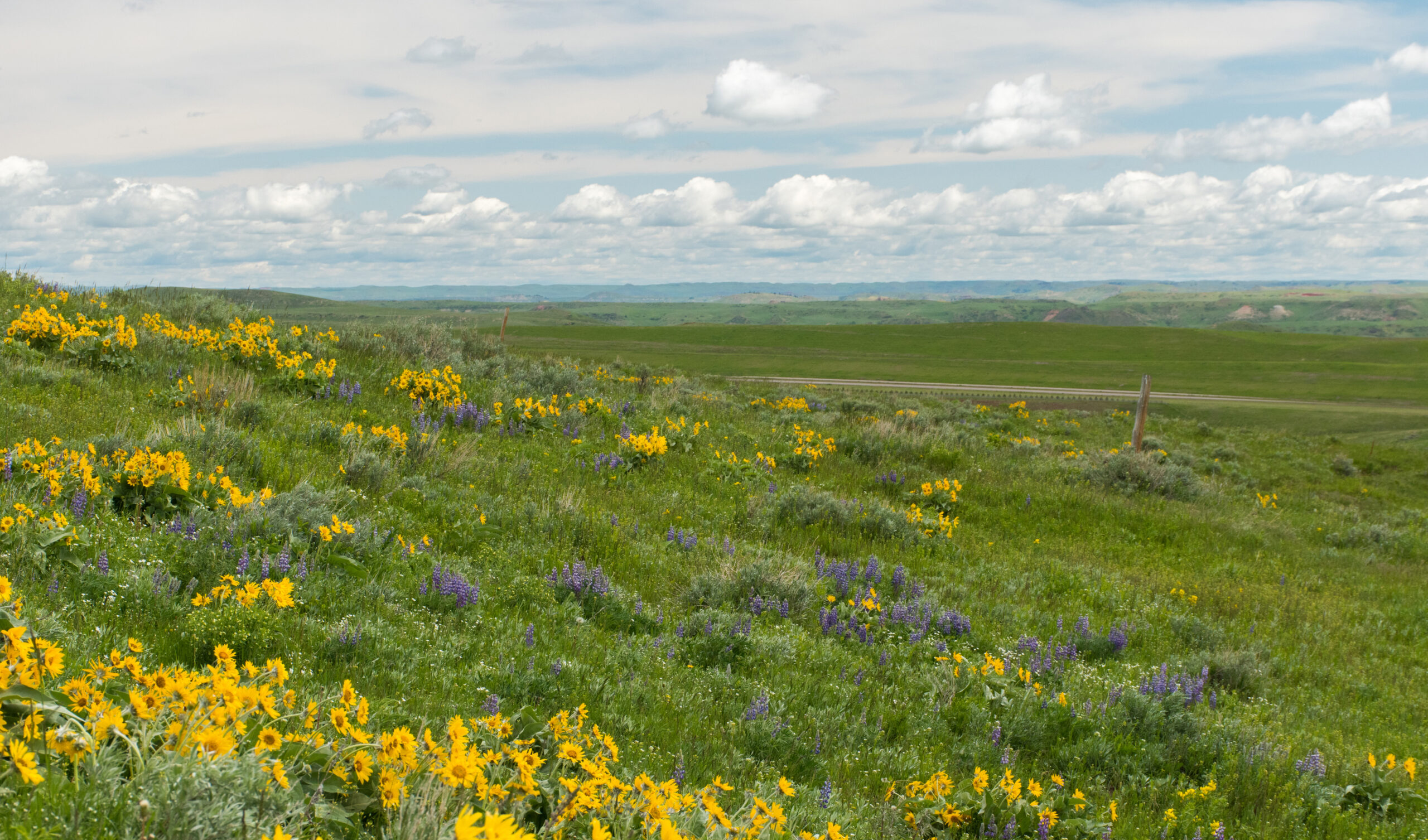 Wyoming prairie hillside with yellow wildflowers and rolling green landscape near Wright Wyoming